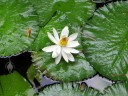 White Water Lily at Lyon Arboretum, Honolulu, Hawaii