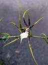 Brassia flower, Spider Orchid, at Hawaii Tropical Botanical Garden, Papaikou, Big Island, 2012