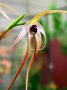 Bulbophyllum echinolabium (‘Golden Gate’ x self), orchid species, shown at Orchids in the Park 2011, San Francisco