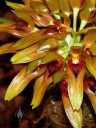 Bulbophyllum graveolens, orchid species, shown at Orchid Society of NW Pennsylvania Show, Erie, PA, Spring 2010