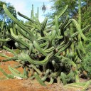 Contorted Cactus, Koko Crater Botanical Garden, Honolulu, Hawaii