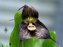 Dracula vampira ‘Walter’ x sib, orchid species with black flowers, Orchids in the Park, San Francisco, 2013