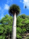 Dragon's Blood Tree, Dracaena cinnabari, native to the Socotra archipelago in the Indian Ocean, growing at the Koko Crater Botanical Garden, Honolulu, Hawaii