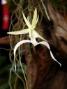 Ghost Orchid, Dendrophylax lindenii, shown at Orchid Society of NW Pennsylvania Show, Erie, PA, Spring 2010