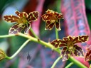 Grammatophyllum scriptum, Leopard Orchid, orchid species flowers at Foster Botanical Garden, Honolulu, Hawaii