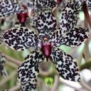Grammatophyllum speciosum, Tiger Orchid, orchid species, in flower at Foster Botanical Garden, Honolulu, Hawaii