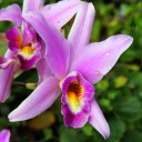 Laelia anceps, orchid species, grown outdoors in San Francisco, California, traditonally placed on graves on the Day of the Dead in Mexico