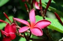 Pink Plumeria, Frangipani, Koko Crater Botanical Garden, Honolulu, Hawaii