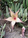 Stapelia, Carrion Flower, African Starfish Flower, Koko Crater Botanical Garden, Honolulu, Hawaii