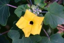 Yellow flower of Uncarina peltata, native to Madagascar, growing at Koko Crater Botanical Garden, Honolulu, Hawaii