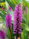 Arpophyllum giganteum, Giant Hyacinth Orchid, orchid species with small purple flowers, grown outdoors in Pacifica, California