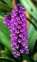 Arpophyllum giganteum, orchid species flowers, grown outdoors in Pacifica, California