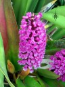 Arpophyllum giganteum, Giant Hyacinth Orchid, orchid species with small purple flowers, grown outdoors in Pacifica, California