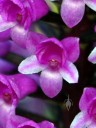 Close up photo of Arpophyllum giganteum, Giant Hyacinth Orchid, orchid species with small purple flowers, grown outdoors in Pacifica, California