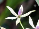 Prosthechea orchid, white flower with purple spots and purple flower lip, Foster Botanical Garden, Honolulu, Hawaii