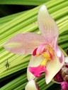 Spathoglottis orchid, yellow and pink flower, Foster Botanical Garden, Honolulu, Hawaii