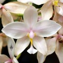 Spathoglottis orchid, white flower with light purple and yellow, Foster Botanical Garden, Honolulu, Hawaii