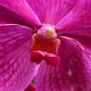 Vanda orchid, close up of purple flower showing flower lip and column with yellow pollen, Foster Botanical Garden, Honolulu, Hawaii