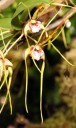 Dendrobium tetragonum, orchid species native to Australia, Pacific Orchid Expo 2012, San Francisco, California