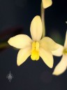 Laelia nevesiana, mini orchid species, Cattleya family, Orchids in the Park 2014, San Francisco, California, small yellow flower