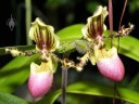 Lady Slipper flowers, Paphiopedilum, Pacific Orchid Expo 2014, San Francisco, California   