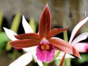Phaius tankervilleae, orchid species native to Australia, grown at Kawamoto Orchid Nursery, Honolulu, Hawaii