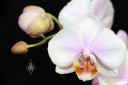 Phalaenopsis flowers and bud, Moth Orchid, Pacific Orchid Expo 2014, San Francisco, California   