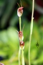 Pterostylis erecta, Greenhood, orchid species native to Australia, grown in San Francisco, California 2013