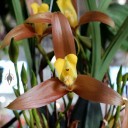possibly Lycaste lassioglossa, orchid species with brown and yellow flowers, Pacific Orchid Expo 2014, San Francisco, California   
