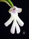 Cynorkis fastigiata, miniature orchid species, pink and white flower, grown indoors in Pacifica, California