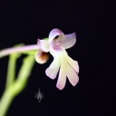 Cynorkis fastigiata, miniature orchid species, pink and white flower, grown indoors in San Francisco