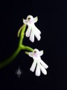 Cynorkis fastigiata, miniature orchid species, pink and white flowers, grown indoors in Pacifica, California
