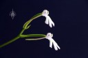 Cynorkis fastigiata, miniature orchid species, side view of pink and white flowers, grown indoors in Pacifica, California