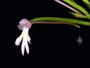 Cynorkis fastigiata, miniature orchid species, side view of pink and white flower showing nectar spur, grown indoors in Pacifica, California