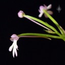 Cynorkis fastigiata, miniature orchid species, pink and white flowers and bud, grown indoors in Pacifica, California