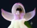 Cynorkis fastigiata, miniature orchid species, close up photo of pink and white flower, grown indoors in San Francisco