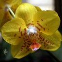 Phalaenopsis flower, Moth Orchid hybrid, yellow orange and red flower, Orchid Mania Greenhouse, San Francisco, California