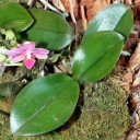 Phalaenopsis leaves, Moth Orchid, Pacific Orchid Expo 2014, San Francisco, California