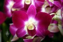 Phalaenopsis-type Dendrobium, purple and white flower, Pacific Orchid Expo 2008, San Francisco, California