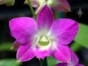 Phalaenopsis-type Dendrobium hybrid, pink and white flower, Kawamoto Orchid Nursery, Honolulu, Hawaii