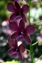 Phalaenopsis-type Dendrobium hybrid, dark purple flowers, Hawaii Tropical Botanical Garden, Papaikou, Hawaii