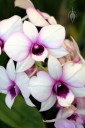 Phalaenopsis-type Dendrobium hybrid, purple and white flowers, Orchids in the Park 2013, San Francisco, California