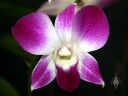 Phalaenopsis-type Dendrobium hybrid, purple and white flower, Pacific Orchid Expo 2008, San Francisco, California