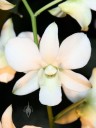 Phalaenopsis-type Dendrobium hybrid, white flower, Pacific Orchid Expo 2008, San Francisco, California