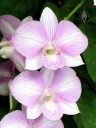 Phalaenopsis-type Dendrobium hybrid, white flowers with pink stripes, Foster Botanical Garden, Honolulu, Hawaii