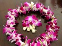 Lei made with Phalaenopsis-type Dendrobium hybrid flowers and tuberose flowers, Honolulu, Hawaii