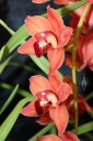 Cymbidium Mighty Sunset, orchid hybrid with red yellow and white flowers, Pacific Orchid Expo 2014, San Francisco, California