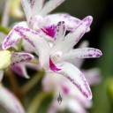 Dendrobium hybrid, purple and white orchid flower, Santa Barbara Orchid Estate, California