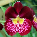 Miltonia, red yellow and white orchid flower, Conservatory of Flowers, San Francisco, California