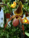 Paphiopedilum, Lady Slipper orchid flower, Orchid Mania greenhouse, San Francisco, California
